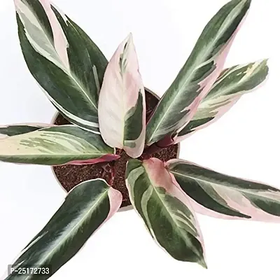 ENRICH PLANTS : Stromanthe Triostar,Live Plant, Air Purifying, Home Dcor Plant,-thumb3