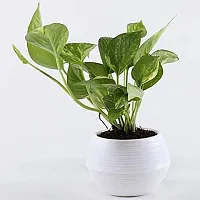 ENRICH PLANTS : Golden Moneyplant, Live Plant, Air Purifying, Good Luck-thumb2