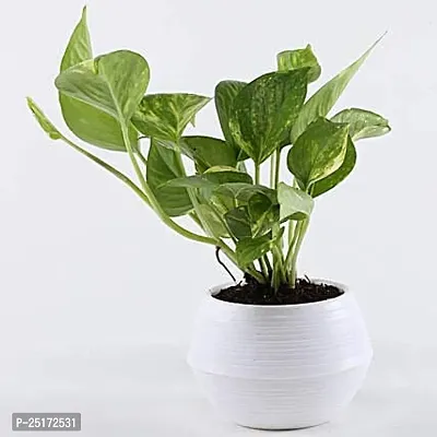 ENRICH PLANTS : Golden Moneyplant, Live Plant, Air Purifying, Good Luck-thumb3