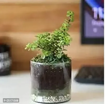 ENRICH PLANTS : JADE, Good Luck, Home Decor Live Plant, Air Purifying,