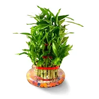 ENRICH PLANTS : LUCKY BAMBOO, 2 Layer, Good Fortune Live Plant, Glass Pot, Home Decor Plant,-thumb1