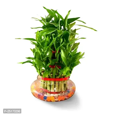 ENRICH PLANTS : LUCKY BAMBOO, 2 Layer, Good Fortune Live Plant, Glass Pot, Home Decor Plant,-thumb2