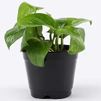 ENRICH PLANTS : Green Moneyplant,Live Plant, Air Purifying, Good Luck.-thumb3