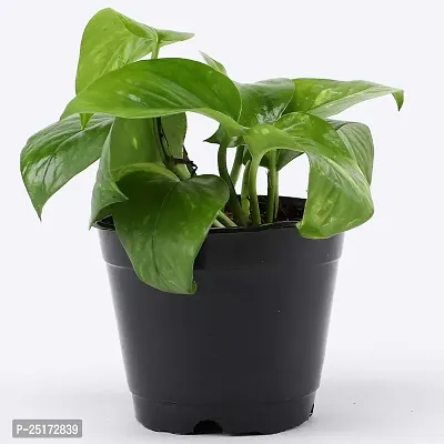 ENRICH PLANTS : Green Moneyplant,Live Plant, Air Purifying, Good Luck.-thumb4