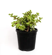 ENRICH PLANTS : JADE, Good Luck, Home Decor Live Plant, Air Purifying,-thumb1