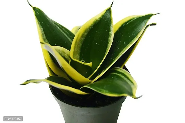 ENRICH PLANTS :: Sansevieria - Snake plant :: Natural Live Plant :: Plastic Pot :: Air Purifying :: Home Decor ::-thumb0