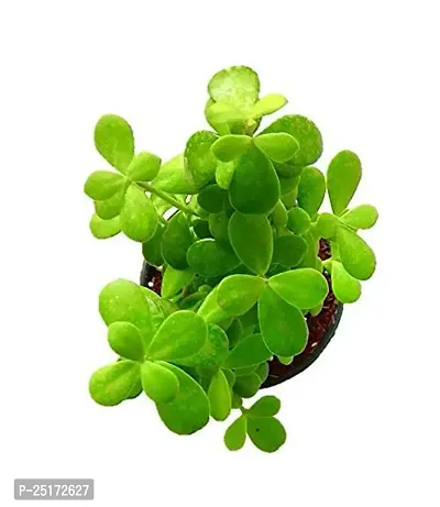 ENRICH PLANTS : JADE, Good Luck, Home Decor Live Plant, Air Purifying,-thumb0