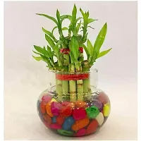 ENRICH PLANTS :: LUCKY BAMBOO :: 2 Layer :: Good Fortune Live Plant :: Plastic Pot :: Home Decor :: Feng Shui Plant ::-thumb1