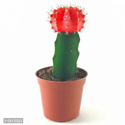 ENRICH PLANTS : Moon Cactus (RED),Live Plant, Air Purifying, Succulent,-thumb3