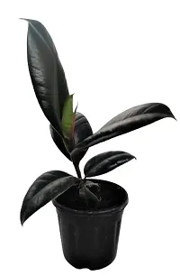 ENRICH PLANTS : RUBBER, Home Decor Live Plant, Air Purifying, Good Luck,-thumb4