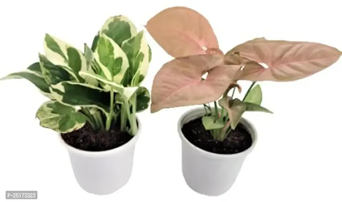 Enrich Plants Live Plants for Indoor Home Dcor | Arrowhead Plant | Syngonium | Indoor Plant|SHLOKU_3597(1)