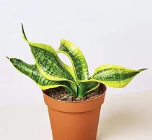 ENRICH PLANTS :: Sansevieria - Snake plant :: Natural Live Plant :: Plastic Pot :: Air Purifying :: Home Decor ::-thumb2