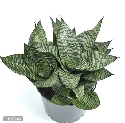 ENRICH PLANTS : Sansevieria Hahnii Green Dwarf, Snake Plant,Live Plant, Air Purifying,Home Dcor Plant,