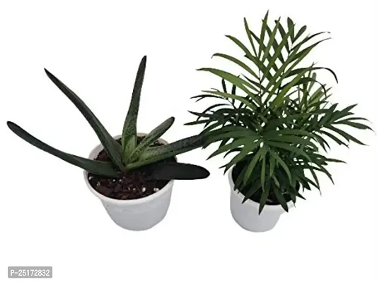 ENRICH PLANTS :: Gasteria Little Warty + Bamboo Palm :: Natural Live Plant :: Plastic Pot :: Home Decor Plant ::