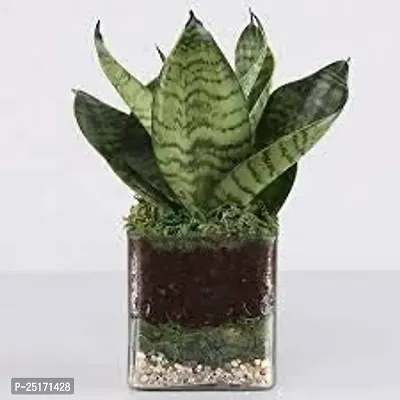 ENRICH PLANTS : Sansevieria Hahnii Green Dwarf, Snake Plant,Live Plant, Air Purifying,Home Dcor Plant,