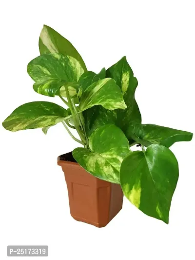 ENRICH PLANTS : Green Moneyplant,Live Plant, Air Purifying, Good Luck.