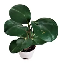 ENRICH PLANTS :: Peperomia Green :: Natural Live Plant :: Elegant Self Watering Plastic Pot :: Air Purifying :: Home Decor ::-thumb4