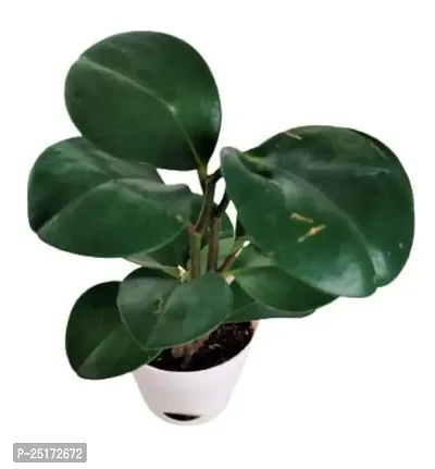 ENRICH PLANTS :: Peperomia Green :: Natural Live Plant :: Elegant Self Watering Plastic Pot :: Air Purifying :: Home Decor ::-thumb5