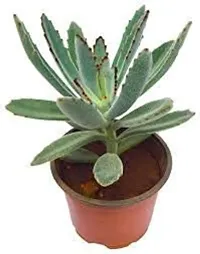 Enrich Plants Live Plants for Indoor Home Dcor | Succulent |Indoor Plant|SHLOKU_3920(1)-thumb1