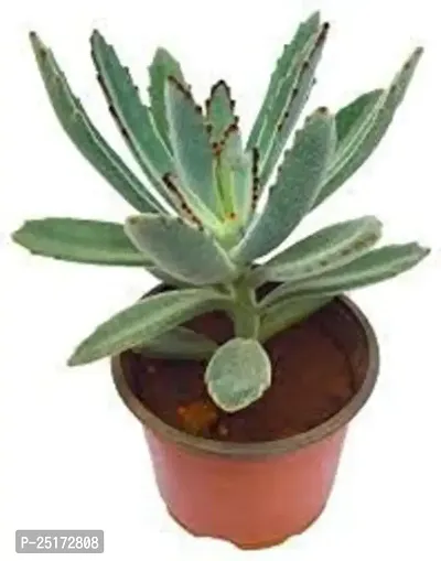 Enrich Plants Live Plants for Indoor Home Dcor | Succulent |Indoor Plant|SHLOKU_3920(1)-thumb2