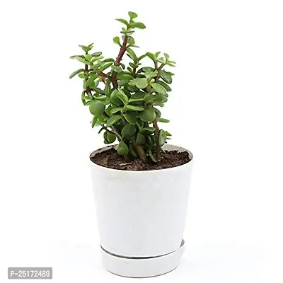 ENRICH PLANTS : JADE, Good Luck, Home Decor Live Plant, Air Purifying,-thumb5