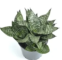 ENRICH PLANTS : Sensevieria Green, Snake Plant,Live Plant, Air Purifying,Home Dcor Plant,-thumb2