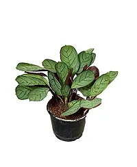 ENRICH PLANTS : CALETHIA,Live Plant, Air Purifying,Home Dcor Plant,-thumb1