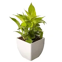 ENRICH PLANTS : Golden Moneyplant,Live Plant, Air Purifying, Good Luck.-thumb3