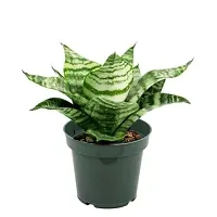 ENRICH PLANTS :: Sansevieria - Snake plant :: Natural Live Plant :: Plastic Pot :: Air Purifying :: Home Decor ::-thumb3