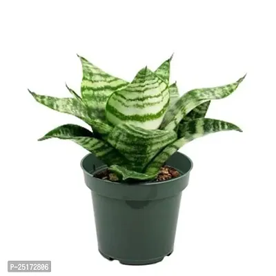 ENRICH PLANTS :: Sansevieria - Snake plant :: Natural Live Plant :: Plastic Pot :: Air Purifying :: Home Decor ::-thumb4