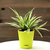 ENRICH PLANTS : CLOROPHYTUM Spider,Live Plant, Air Purifying, Home Decor Plant,-thumb4