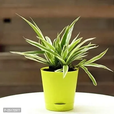 ENRICH PLANTS : CLOROPHYTUM Spider,Live Plant, Air Purifying, Home Decor Plant,-thumb5