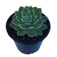 Enrich Plants Live Plants for Indoor Home D?cor | SUCCULENT |Indoor Plant|SHLOKU_3976(1)-thumb1