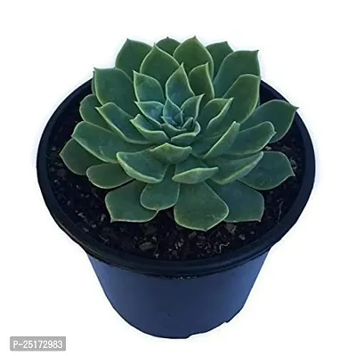 Enrich Plants Live Plants for Indoor Home D?cor | SUCCULENT |Indoor Plant|SHLOKU_3976(1)-thumb2