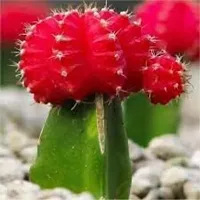 ENRICH PLANTS :: Moon Cactus Red :: Natural Live Plant :: Plastic Pot :: Air Purifying :: Home Decor Plant ::-thumb1