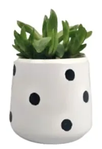 Enrich Plants Live Plants for Indoor Home D?cor | SUCCULENT (Big) |Indoor Plant|SHLOKU_3166(1)-thumb3