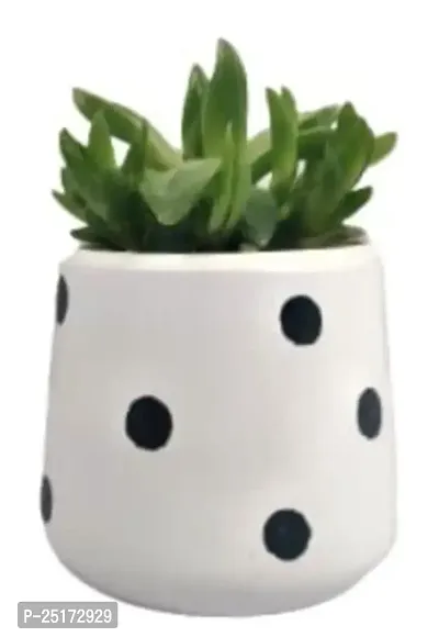 Enrich Plants Live Plants for Indoor Home D?cor | SUCCULENT (Big) |Indoor Plant|SHLOKU_3166(1)-thumb4