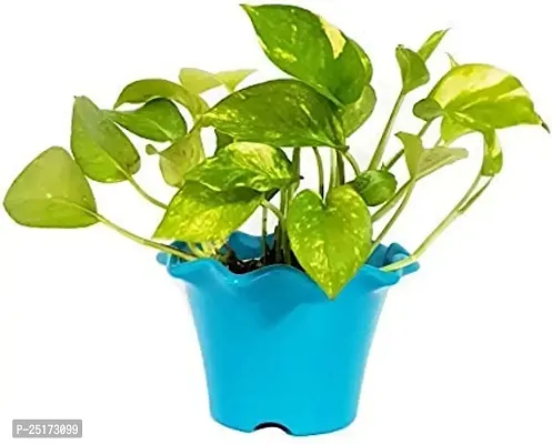 ENRICH PLANTS : Green Moneyplant,Live Plant, Air Purifying, Good Luck.