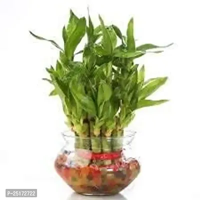 ENRICH PLANTS : LUCKY BAMBOO, 2 Layer,Good Fortune Live Plant, Glass Pot, Home Decor Plant,-thumb0