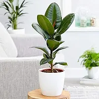 ENRICH PLANTS : RUBBER, Home Decor Live Plant, Air Purifying, Good Luck,-thumb2