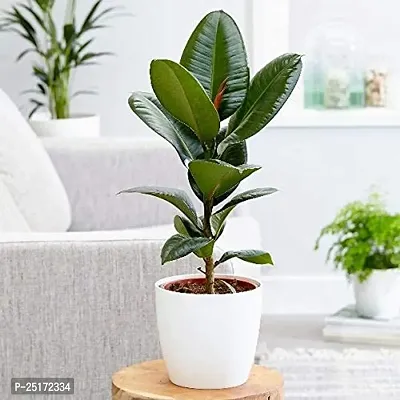 ENRICH PLANTS : RUBBER, Home Decor Live Plant, Air Purifying, Good Luck,-thumb3