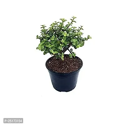 ENRICH PLANTS : JADE, Good Luck, Home Decor Live Plant, Air Purifying,-thumb4