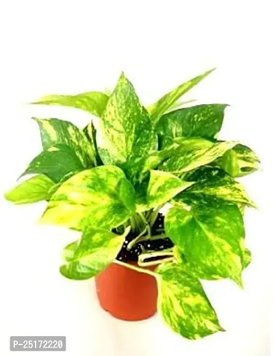 ENRICH PLANTS : Green Moneyplant,Live Plant, Air Purifying, Good Luck.-thumb5