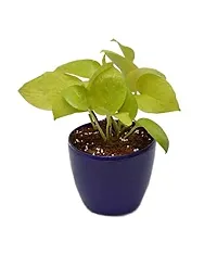 ENRICH PLANTS : Green Moneyplant,Live Plant, Air Purifying, Good Luck.-thumb3