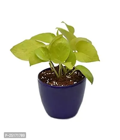 ENRICH PLANTS : Green Moneyplant,Live Plant, Air Purifying, Good Luck.-thumb4