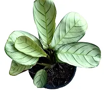 ENRICH PLANTS : CALETHIA,Live Plant, Air Purifying,Home Dcor Plant,-thumb1