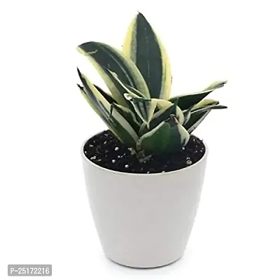 ENRICH PLANTS : Sansevieria Jade Marginata, Snake Plant,Live Plant, Air Purifying,Home Dcor Plant,