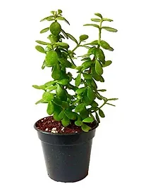 ENRICH PLANTS : JADE, Good Luck, Home Decor Live Plant, Air Purifying,-thumb1