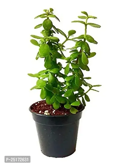 ENRICH PLANTS : JADE, Good Luck, Home Decor Live Plant, Air Purifying,-thumb2