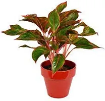 ENRICH PLANTS : AGLONEMA LIPSTICK, Home Dcor Live Plant, Air Purifying,-thumb1